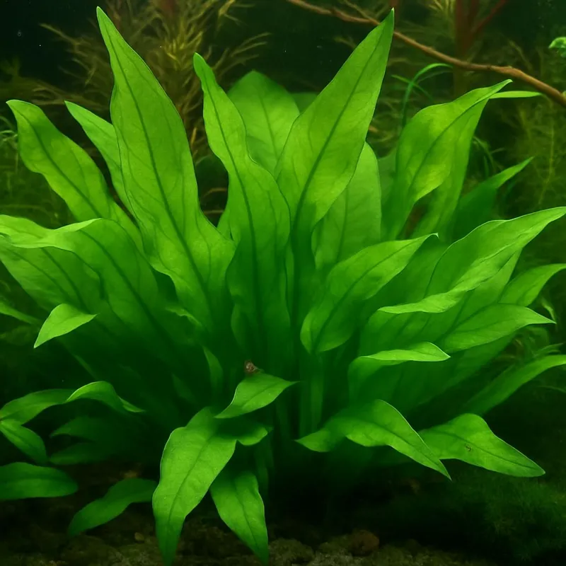 Blehers Schwertpflanze: Echinodorus paniculatus/bleheri Schneller Versand